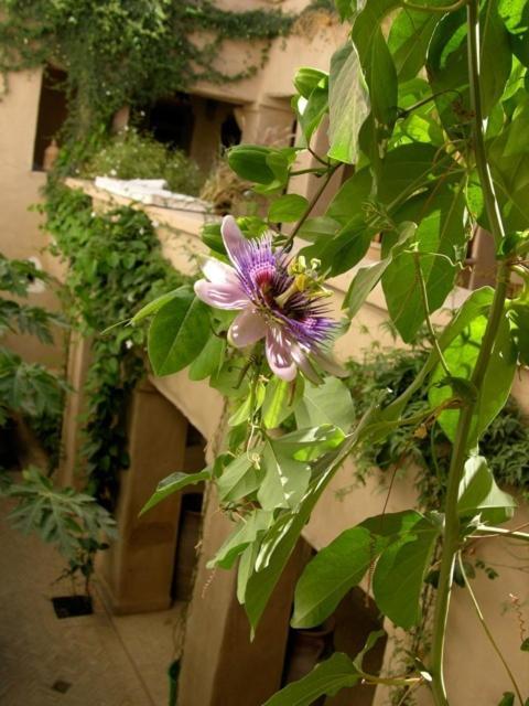 Dar Zahia Hotel Taroudant Exterior photo